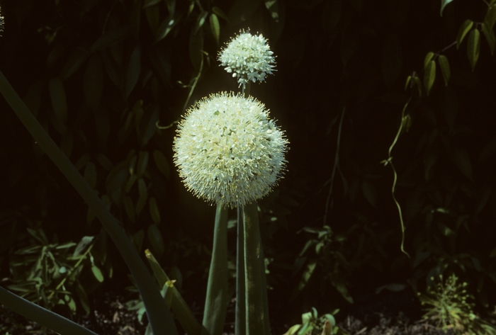 Onion - Allium cepa from EC Browns Nursery
