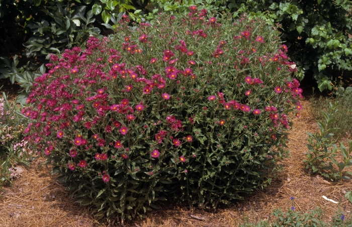Aster - Aster novae-angliae 'September Ruby' from EC Browns Nursery