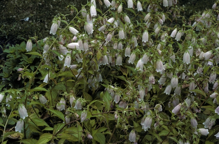 Bluebell - Campanula takesimana from EC Browns Nursery