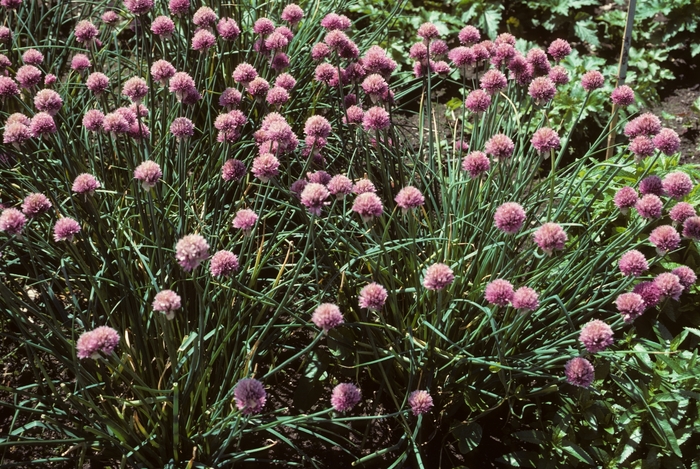 Giant-flowered Chives - Allium schoenoprasum 'Forescate' from EC Browns Nursery