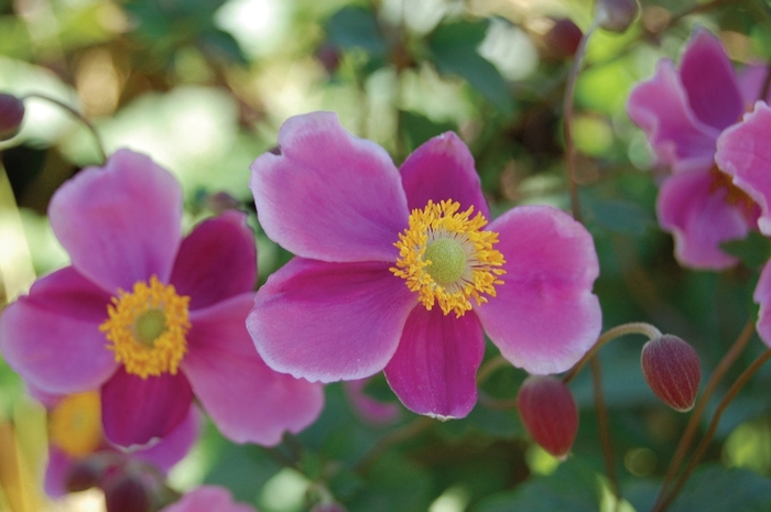 Anemone - Anemone 'September Charm' from EC Browns Nursery