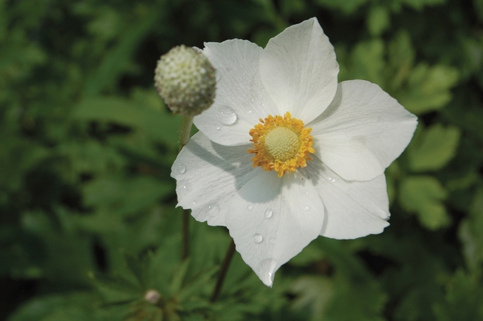 Snowdrop Windflower - Anemone sylvestris from EC Browns Nursery