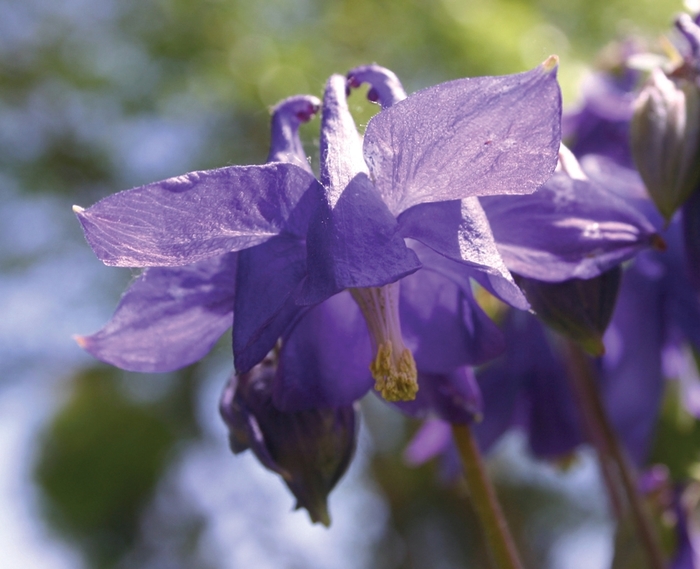 Columbine - Aquilegia alpina from EC Browns Nursery