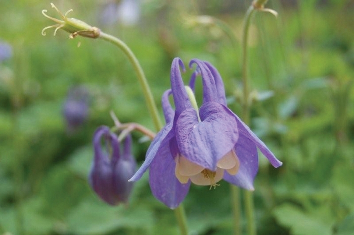 Columbine - Aquilegia flabellata 'Mini Star' from EC Browns Nursery