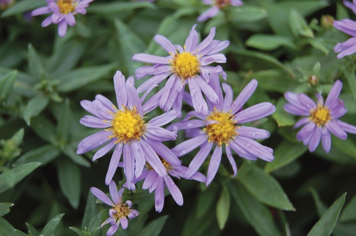 'Professor Anton Kippenburg' New York Aster - Aster novi-belgii from EC Browns Nursery