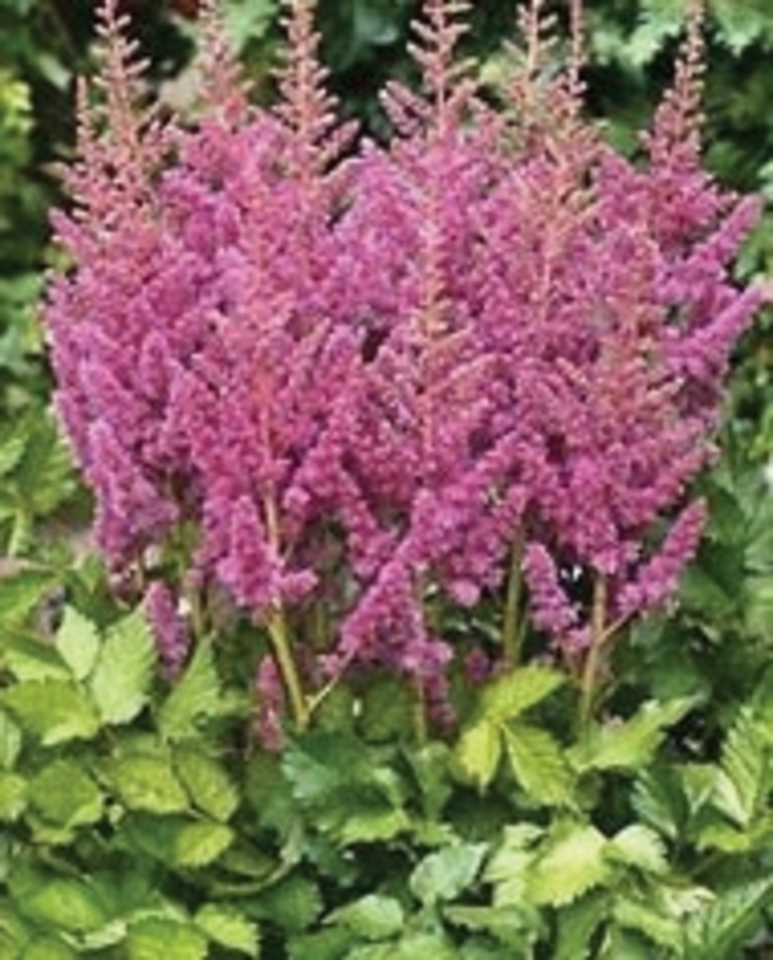 False Spirea - Astilbe chinensis 'Visions in Pink' from EC Browns Nursery