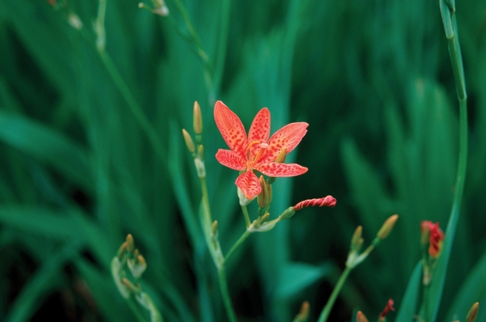 Blackberry Lily - Belamcanda chinensis from EC Browns Nursery