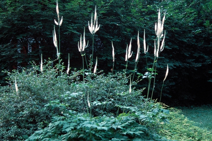 Bugbane - Cimicifuga ramosa from EC Browns Nursery