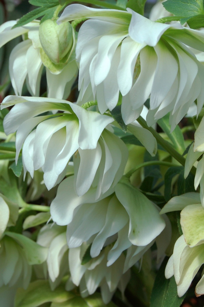 Sparkling Diamond Double Lenton Rose - Helleborus x hybridus 'Sparkling Diamond' from EC Browns Nursery