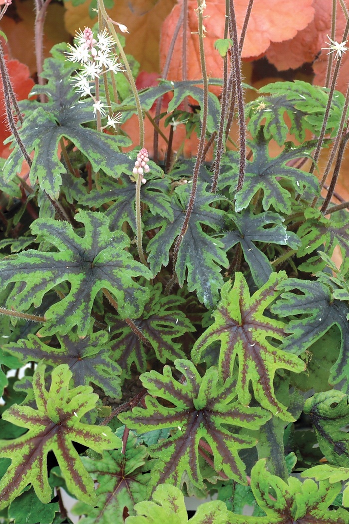 Trailing Foam Flower - Tiarella 'Oakleaf' from EC Browns Nursery