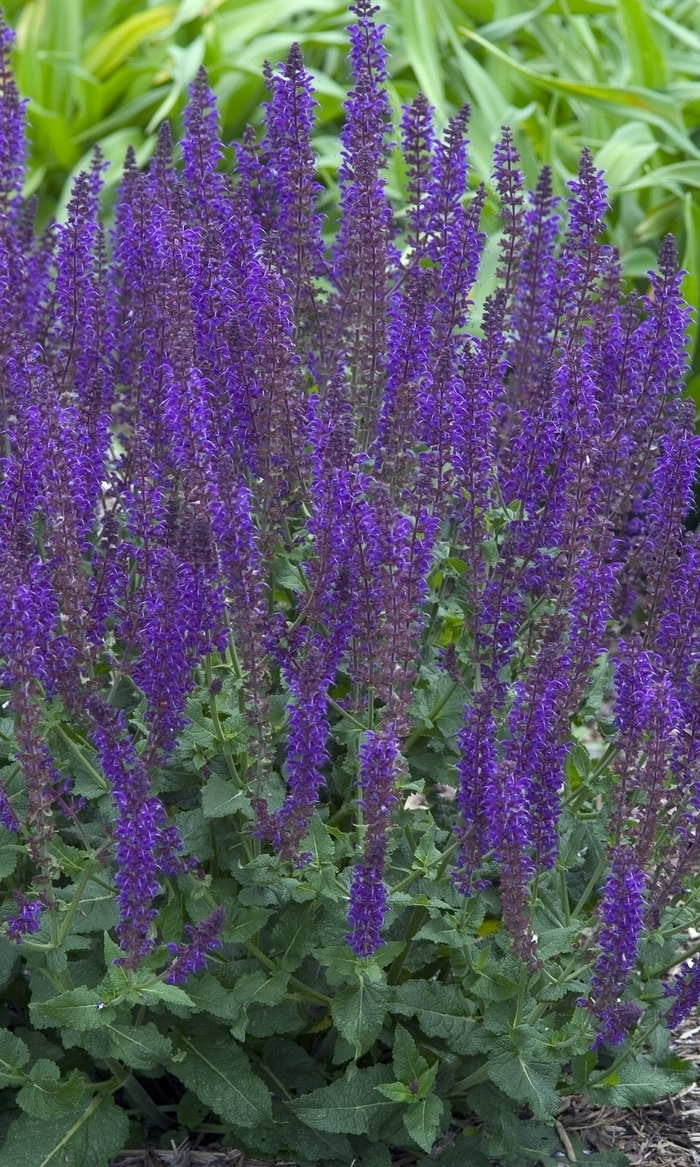 'May Night' - Salvia x sylvestris from EC Browns Nursery