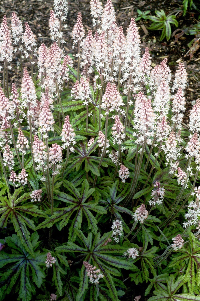Foamflower - Tiarella 'Candy Striper' from EC Browns Nursery