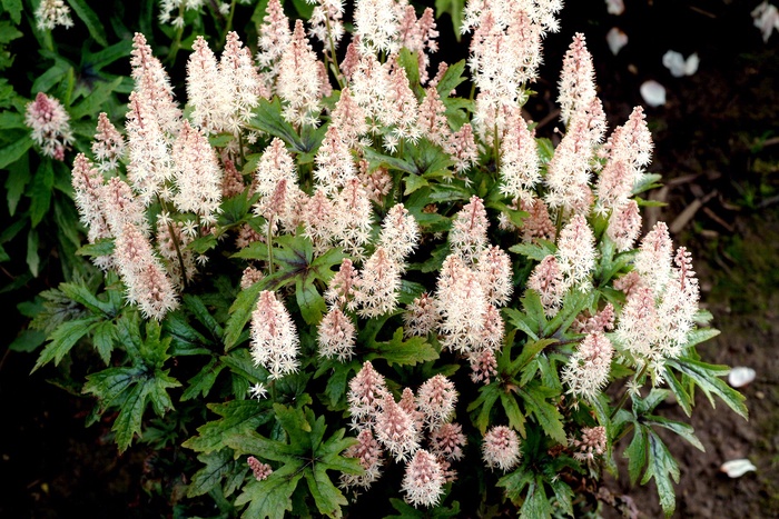 Foamflower - Tiarella 'Pink Skyrocket' from EC Browns Nursery