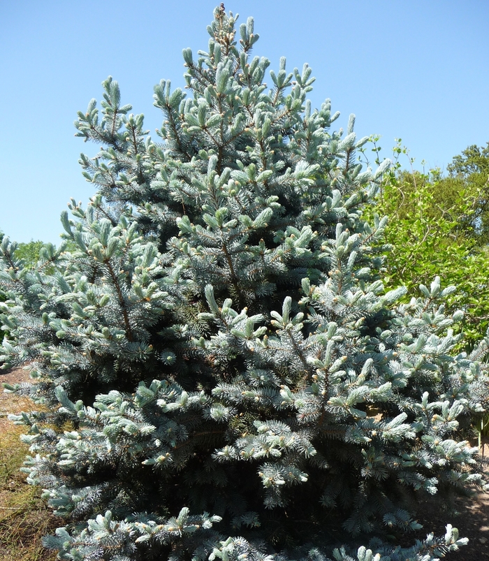  'Hoopsii' - Picea pungens from EC Browns Nursery