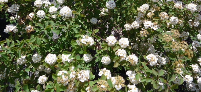 Bridal Wreath Spirea - Spiraea prunifolia from EC Browns Nursery