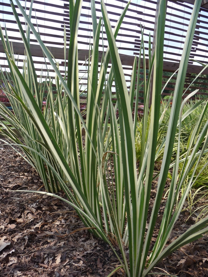 Variegated Sweet Flag - Acorus calamus 'Variegatus' from EC Browns Nursery