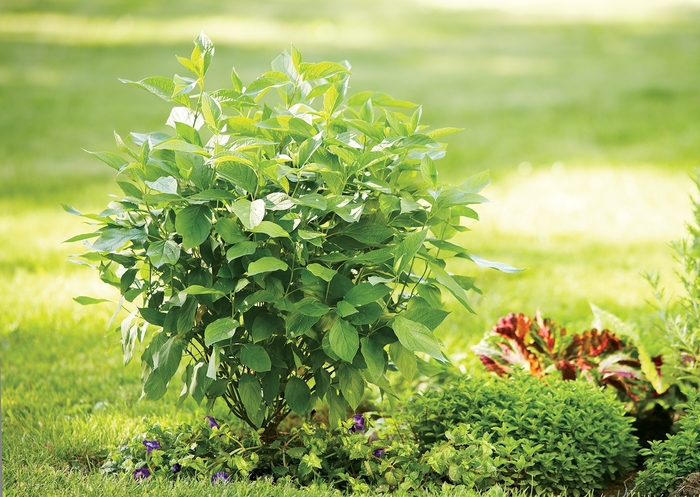 Red-Osier Dogwood - Cornus stolonifera 'Arctic Fire' from EC Browns Nursery
