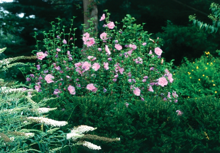 Lavender Chiffon&reg; - Hibiscus syriacus from EC Browns Nursery