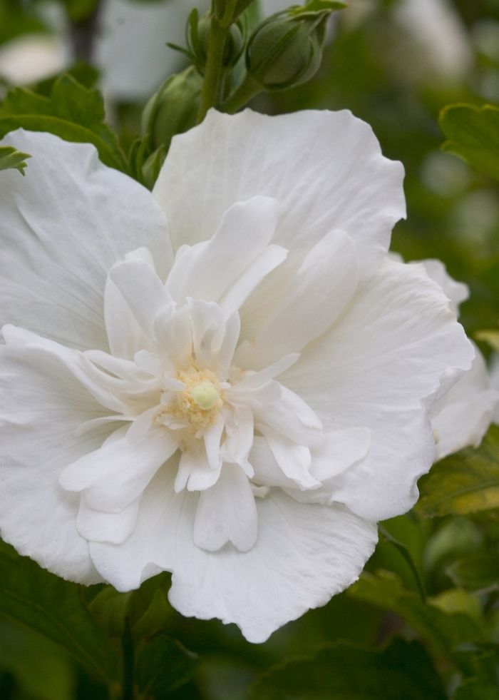 ''White Chiffon&reg;'' Rose of Sharon - Hibiscus syriacus from EC Browns Nursery