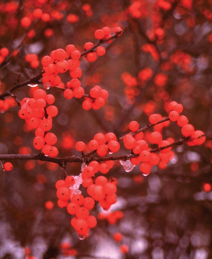 Berry Heavy® - Ilex verticillata 'Spravy' from EC Browns Nursery
