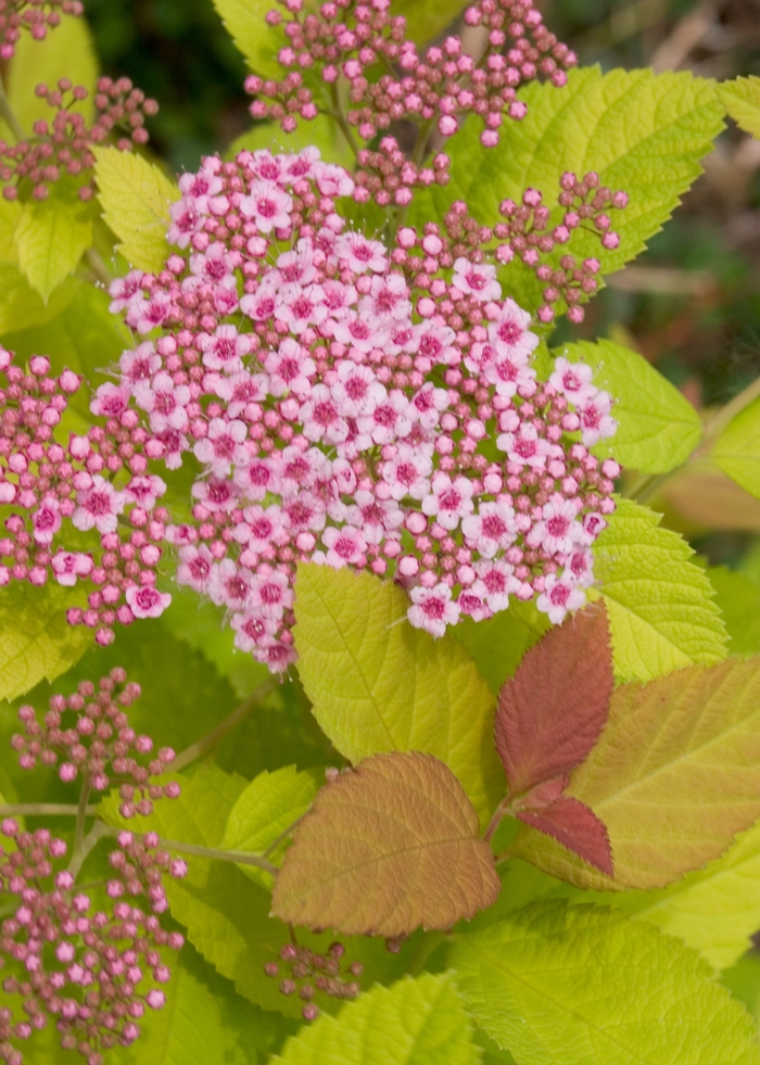 Double Play® Big Bang™ - Spiraea x from EC Browns Nursery