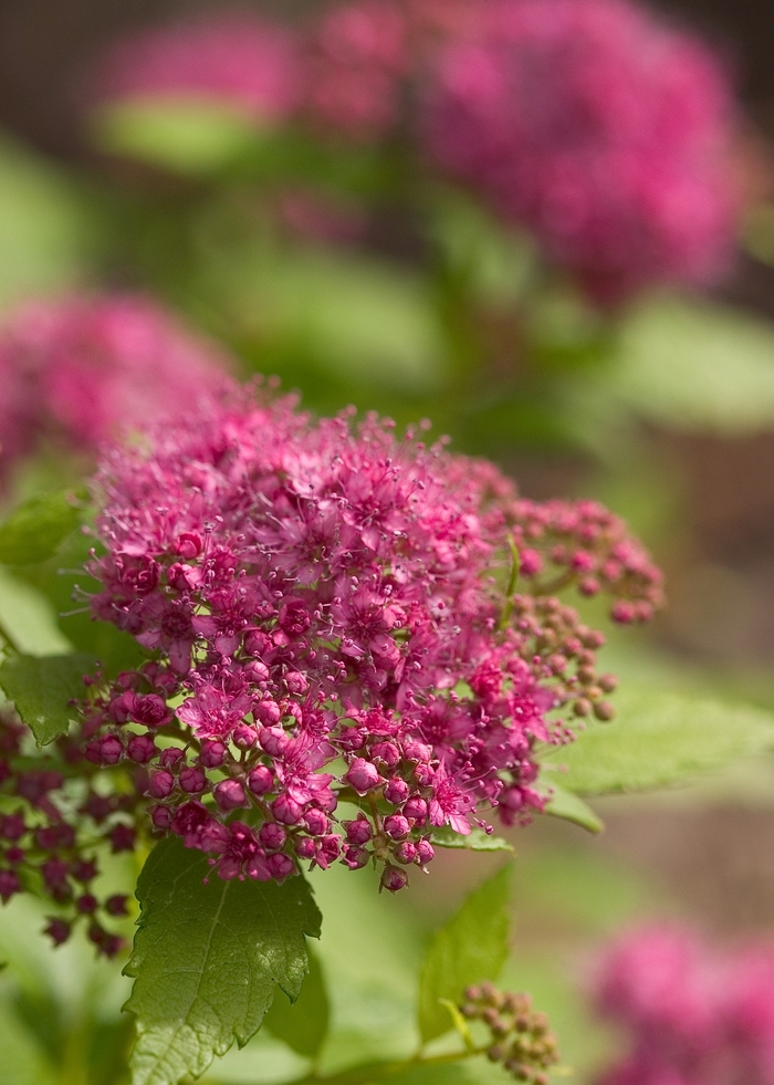Double Play&reg; 'Gold' - Spiraea japonica (Spirea) from EC Browns Nursery