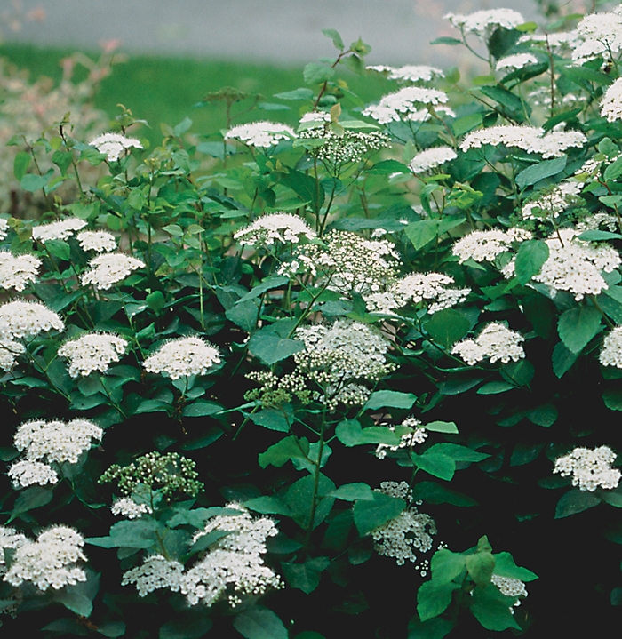 Snow Storm™ Spirea - Spiraea x media 'Darsnorm' (Spirea) from EC Browns Nursery