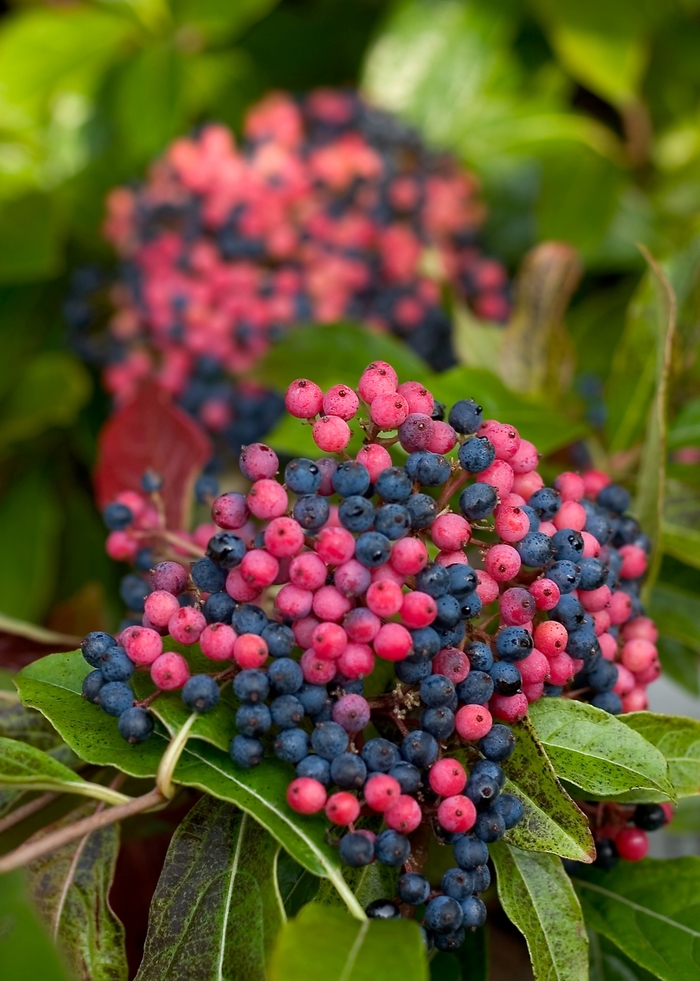 Brandywine&trade; - Viburnum nudum from EC Browns Nursery