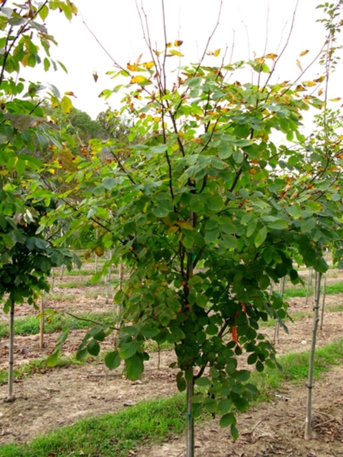 Yellowwood - Cladrastis kentukea from EC Browns Nursery