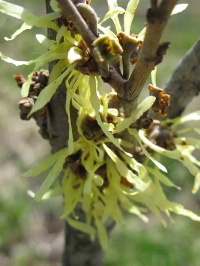 Witch Hazel - Hamamelis x intermedia 'Arnold's Promise' from EC Browns Nursery