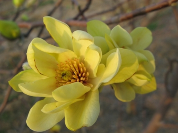 'Butterflies' - Magnolia x from EC Browns Nursery