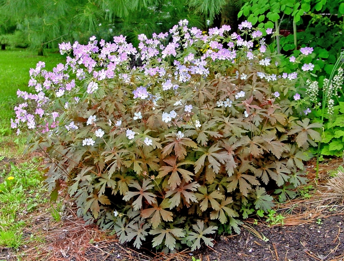 'Espresso' Wild Cranesbill - Geranium maculatum from EC Browns Nursery