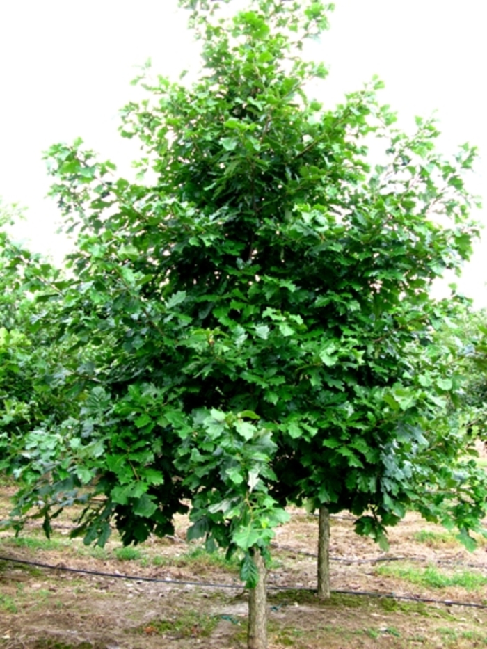 Swamp White Oak - Quercus bicolor from EC Browns Nursery