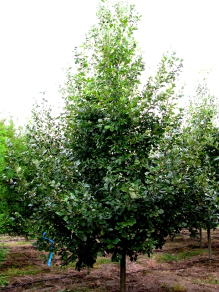'Heritage&reg;' Oak - Quercus robur x macrocarpa from EC Browns Nursery