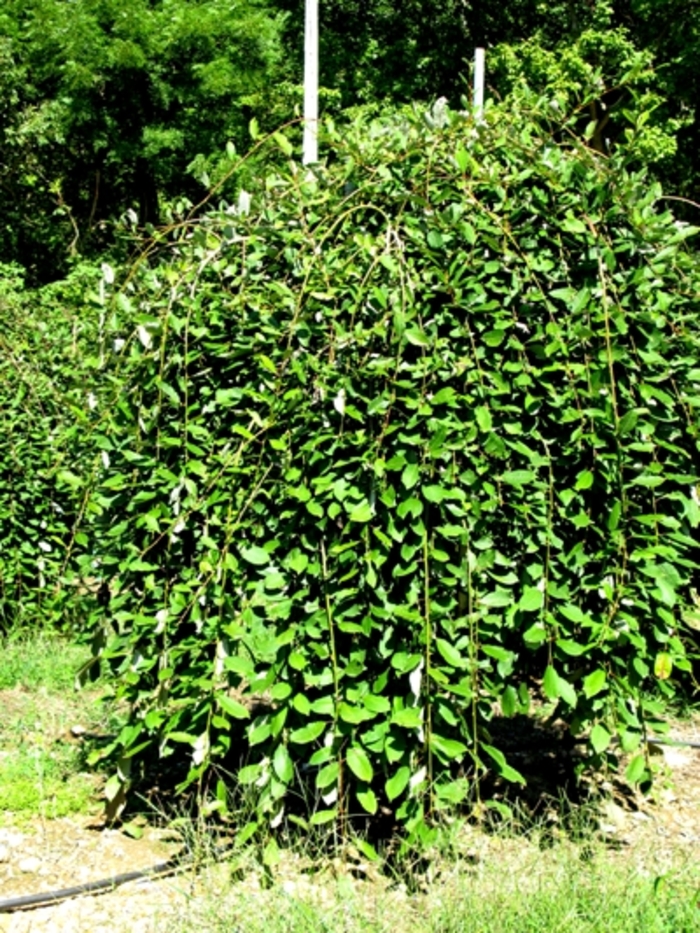 Weeping Pussy Willow - Salix caprea 'Pendula' from EC Browns Nursery