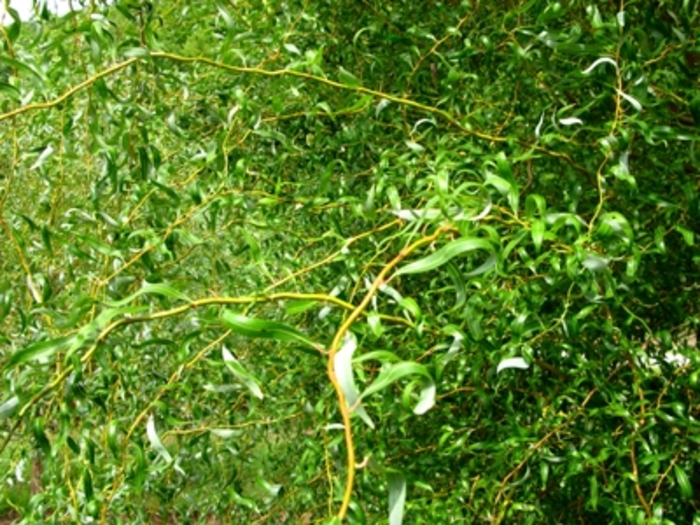 Golden Curls (Erythroflexuosa) Corkscrew Willow - Salix matsudana x alba 'Golden Curls (Erythroflexuosa)' (Corkscrew Willow) from EC Browns Nursery