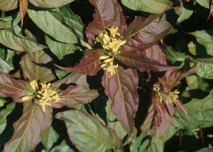 Bush Honeysuckle - Diervilla lonicera from EC Browns Nursery