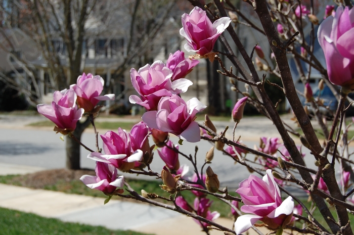 'Ann' - Magnolia x from EC Browns Nursery