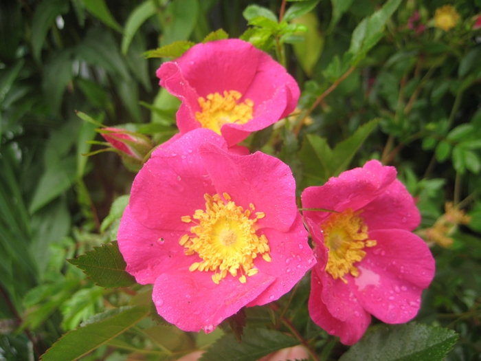 Virginia Rose - Rosa virginiana from EC Browns Nursery