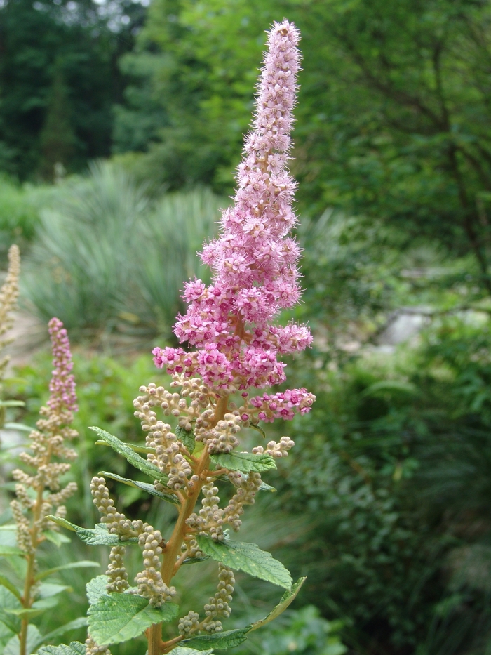 Hardhack Spirea - Spiraea tomentosa from EC Browns Nursery
