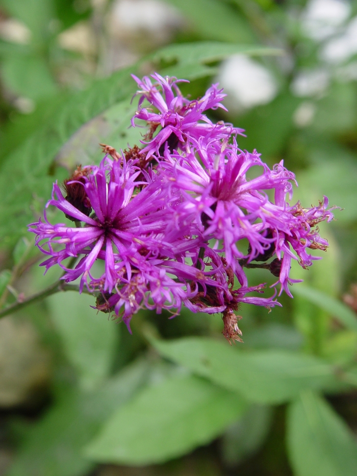 New York Ironweed - Vernonia noveboracensis from EC Browns Nursery