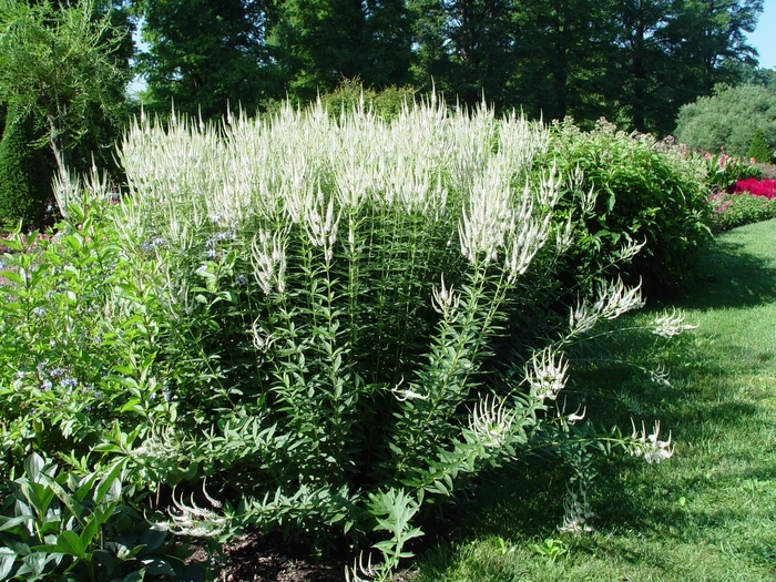 Culver's Root - Veronicastrum virginicum from EC Browns Nursery