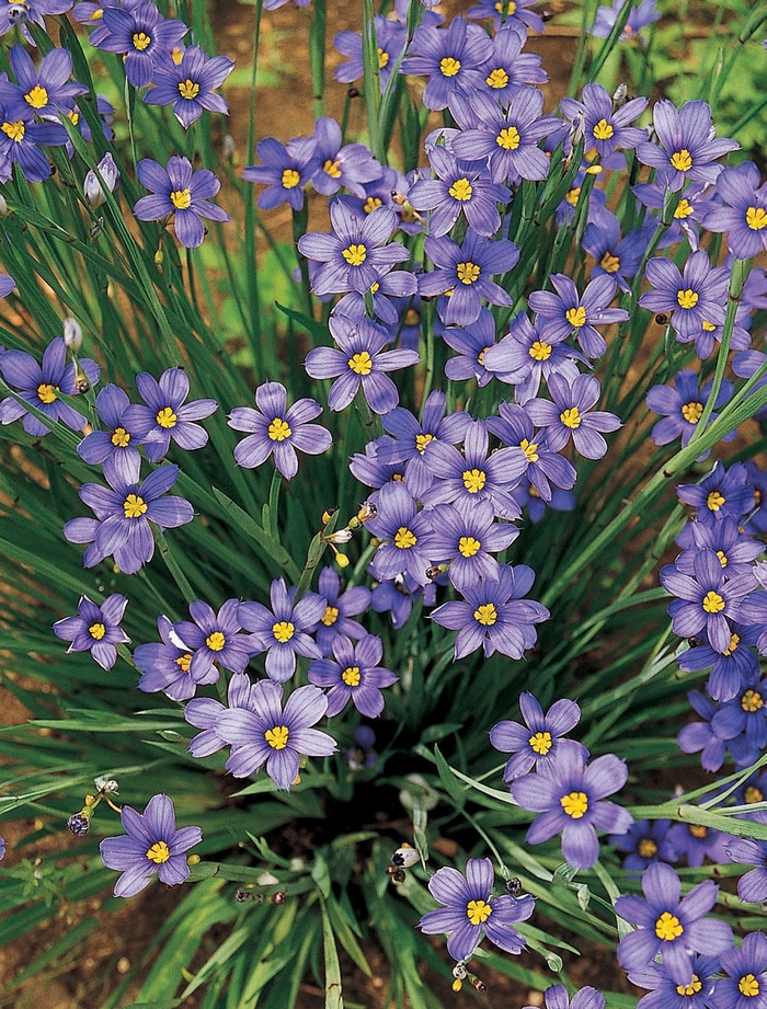 'Lucerne' Blue-Eyed Grass - Sisyrinchium angustifolium from EC Browns Nursery