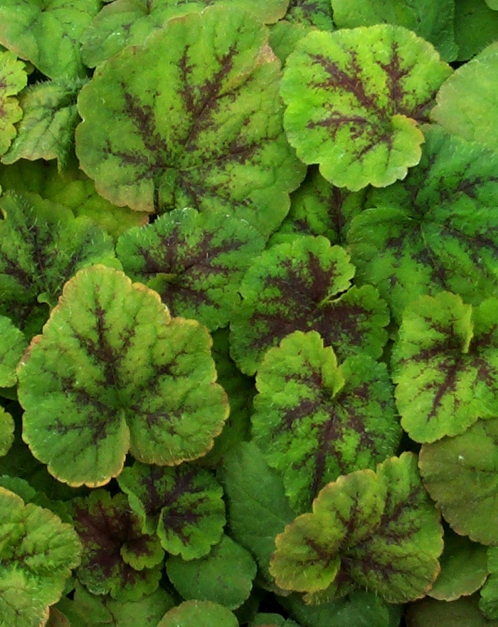 Running Tapestry Foamflower - Tiarella cordifolia 'Running Tapestry' (Foamflower) from EC Browns Nursery