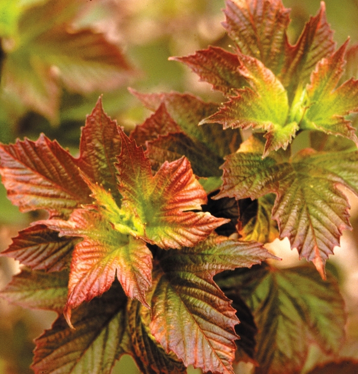 ''Redwing'' American Cranberry Viburnum - Viburnum trilobum from EC Browns Nursery