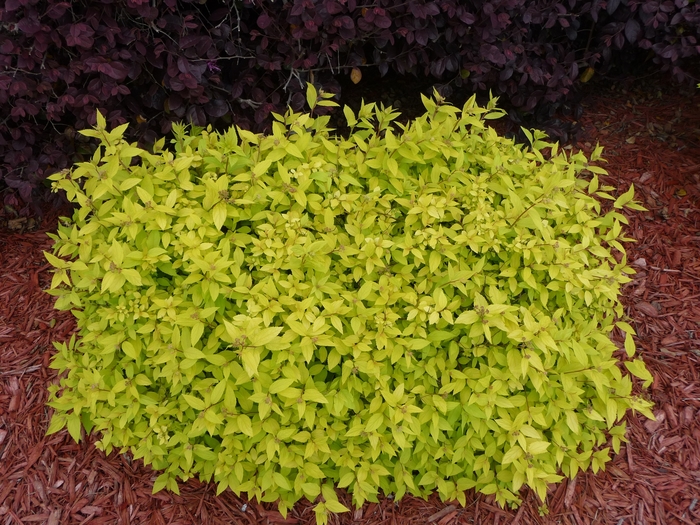 Goldmound Spirea - Spiraea japonica 'Goldmound' from EC Browns Nursery