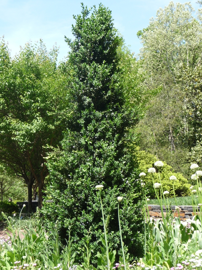 Green Mountain Boxwood - Buxus mic.var. insularis 'Green Mountain' from EC Browns Nursery