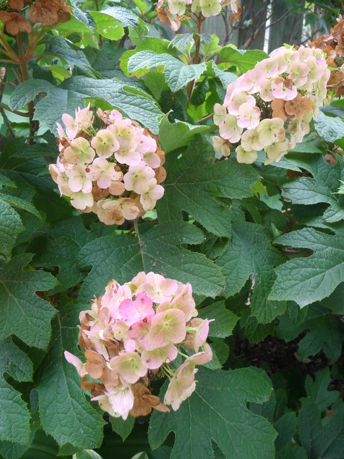 'Snow Queen' Oakleaf Hydrangea - Hydrangea quercifolia from EC Browns Nursery