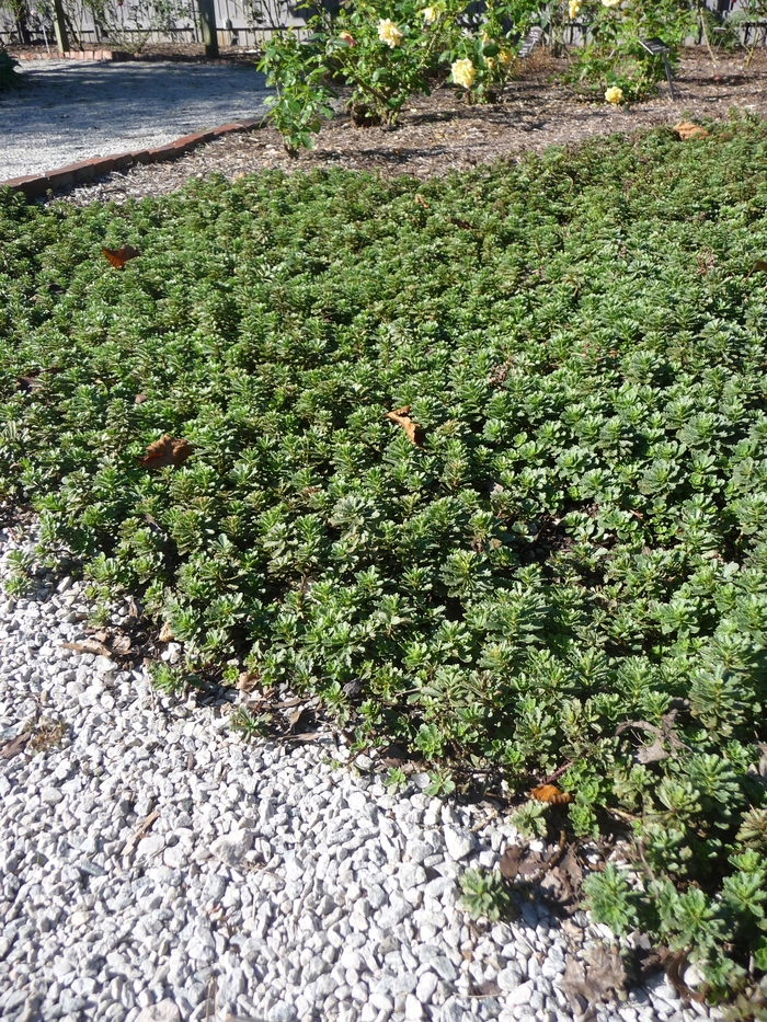 Stonecrop - Sedum kamtschaticum from EC Browns Nursery