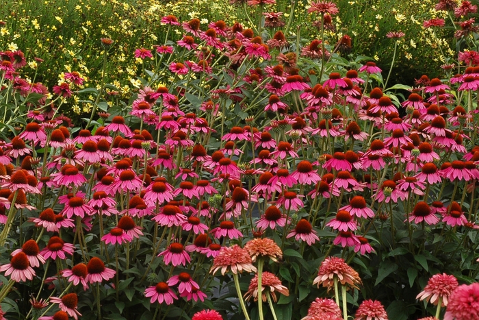 Coneflower - Echinacea 'Amazing Dream' from EC Browns Nursery